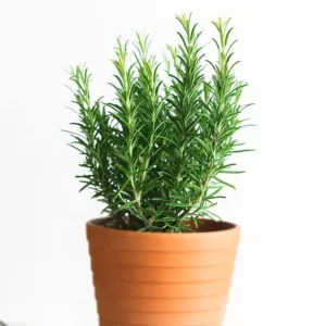 Rosemary (Large Plant)