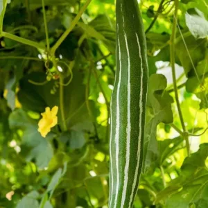 Snake Gourd – Line