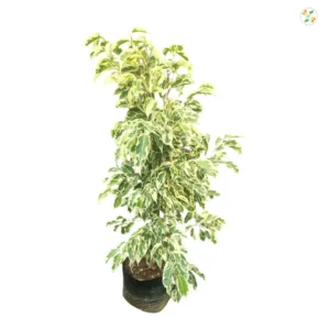 Starlight Ficus