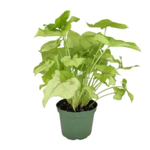 Syngonium Light Green