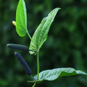 Thippili Plant (Piper longum)