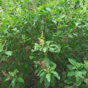 Tulasi (Holy Basil)