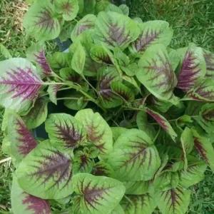 Tricolor Amaranthus