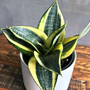 Snake Plant