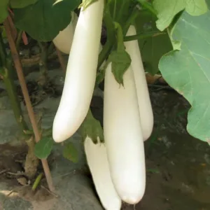 White Long Brinjal