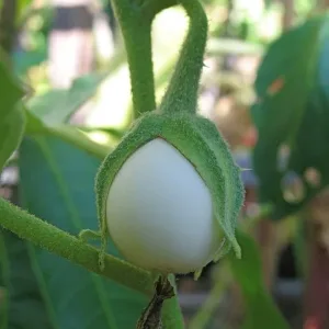 White Round Brinjal