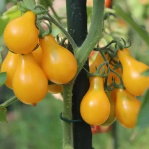 Yellow Pear Tomato