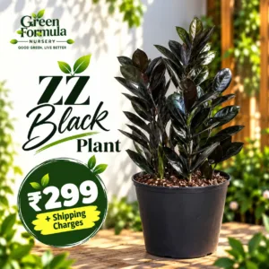 ZZ Black Plant