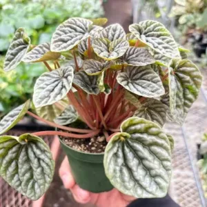Peperomia Emerald