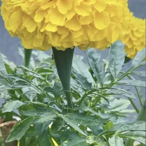 African Marigold F2 Orange