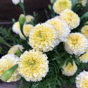 African Marigold F2 White