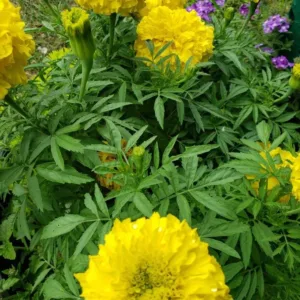 African Marigold F2 Yellow