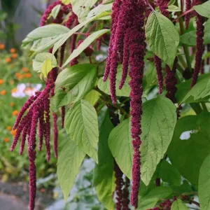 Amaranthus caudatus 'Love-Lies-Bleeding'.