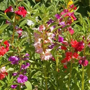Impatiens balsamina 'Tom Thumb Mixed'
