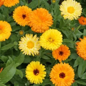 Calendula officinalis 'Double Gitana Mix'