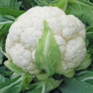 Cauliflower