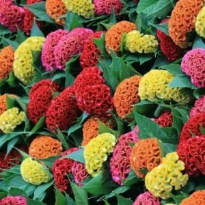Celosia cristata 'Dwarf Cockscomb Mixed'