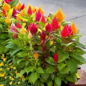 Celosia plumosa 'Lilliput Mixed'