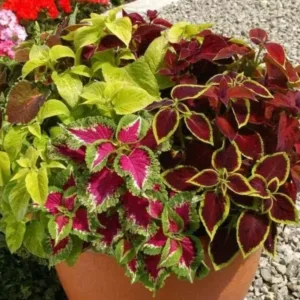 Coleus blumei 'Rainbow Mix'