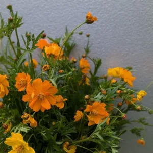 Cosmos sulphureus 'Bright Lights'