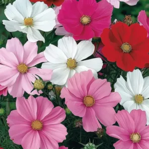 Cosmos Sentation Mix