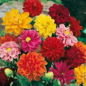 Dahlia variabilis 'Unwins Hybrid'