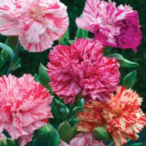 Dianthus caryophyllus