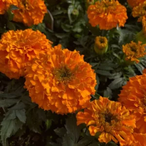 French Marigold Orange