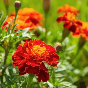 French Marigold Scarlet Red