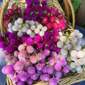 Gomphrena globosa 'Choice Mixed'