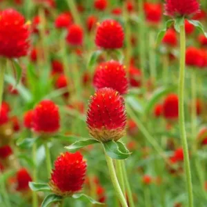 Gomphrena haageana 'Strawberry Fields'