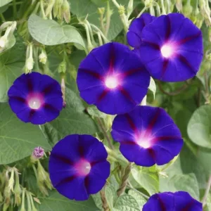 Ipomoea purpurea Morning Glory