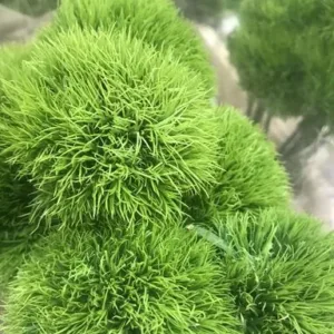 Kochia scoparia 'Fire Bush'