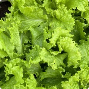 Lettuce