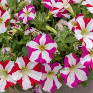 Petunia hybrida 'NC Star Mix'