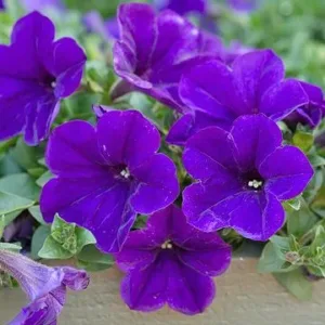 Petunia hybrida 'Royal Blue'.