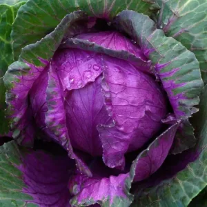 Red Cabbage