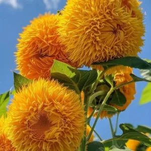 Helianthus annuus 'Teddy Bear'