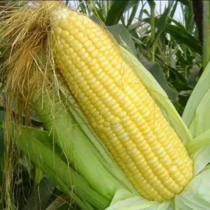 Sweet Corn
