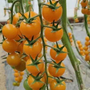 Tomato Yellow Grapes