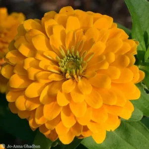 Zinnia elegans 'Canary Bird'