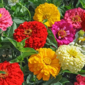 Zinnia elegans 'Dahlia Flowered Mix'