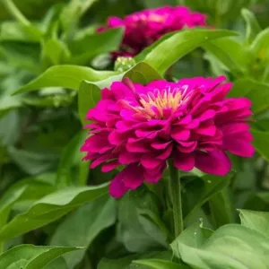 Zinnia elegans 'Illumination Deep Rose'