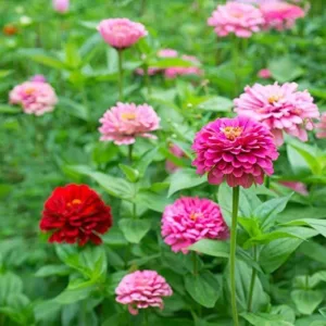 Zinnia elegans 'Lilliput Mix'.