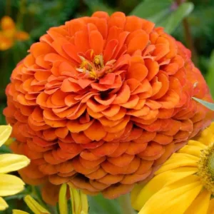 Zinnia elegans 'Orange King'