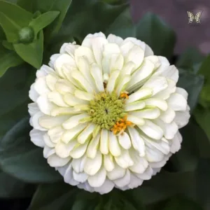 Zinnia elegans 'Polar Bear'