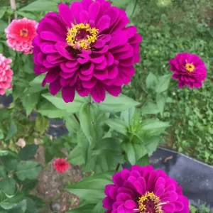 Zinnia elegans 'Royal Purple'