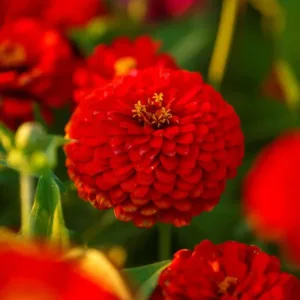 Zinnia elegans 'Scarlet Flame'