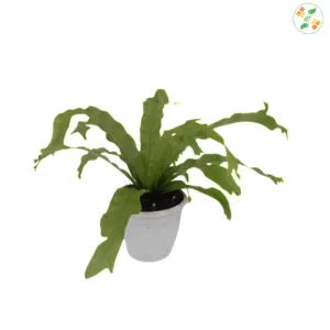 ASplenium Nidus Birds Nest