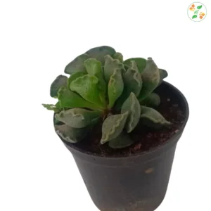 Adromischus cristatus